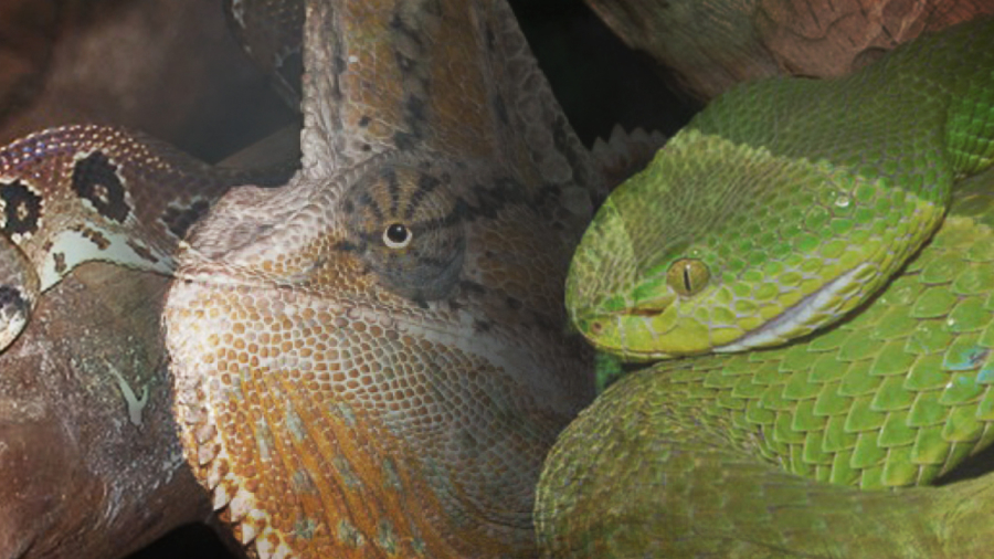 reptiles-1920x640