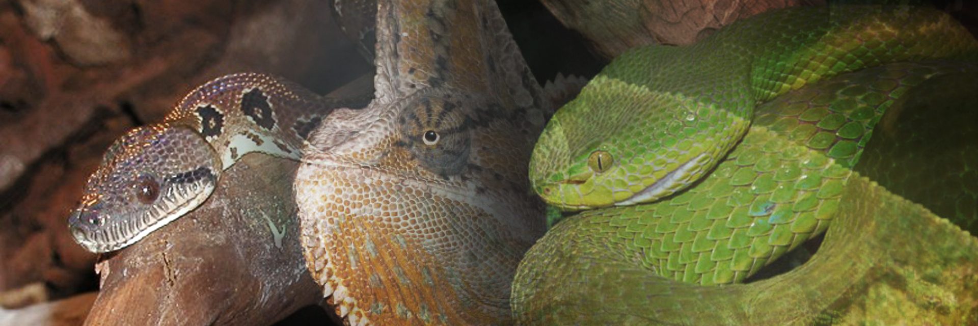 reptiles-1920x640